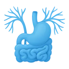 Autonomic innervation of abdominal organs