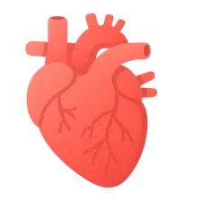 Functional Anatomy of Cardiovascular System