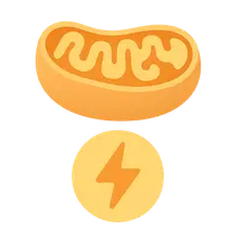 Energy Yield from Nutrients