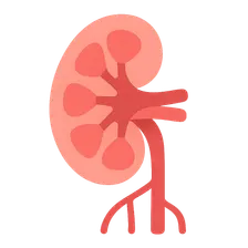 Renal blood flow distribution