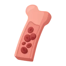 Hematopoiesis