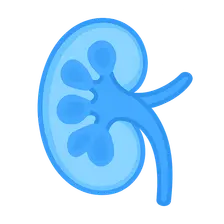 Nephrotic and Nephritic Syndromes