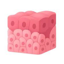 Hyperplasia and metaplasia