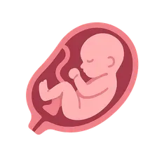 Fetal Growth Assessment