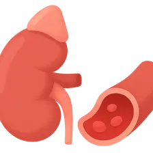 RAAS in blood pressure control