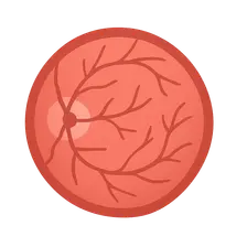 Retinal Anatomy and Physiology
