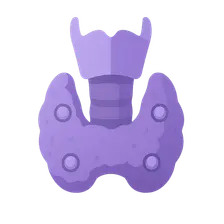 Thyroid and Parathyroid Glands