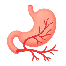 Gastrointestinal Circulation