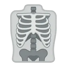 Radiographic Anatomy
