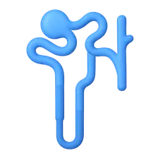 Concentration and dilution of urine
