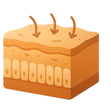 Intestinal barrier function