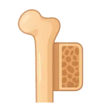 Bone structure and types