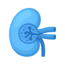 Secondary glomerular diseases