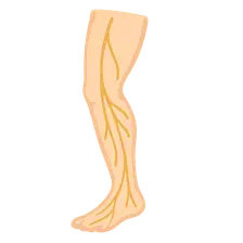 Nerves of Lower Limb