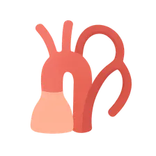 Variations in Vascular Anatomy