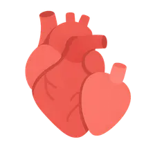 Heart transplantation