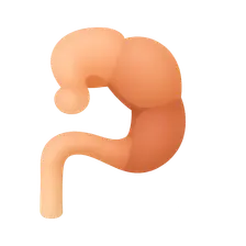 Hindgut development
