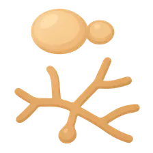 Dimorphic fungi characteristics