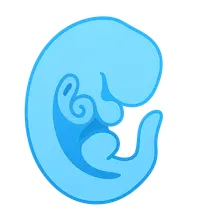 Embryology of the Ear, Nose, and Throat