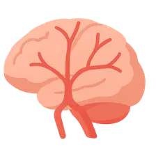 Anterior cerebral artery territory