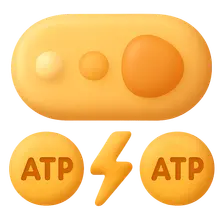Energy yield and ATP production