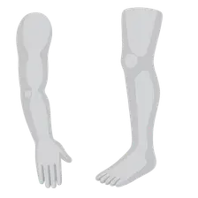 Surface Landmarks of the Limbs