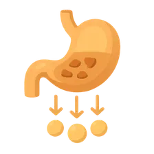 Protein Digestion and Absorption