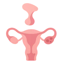 Hypothalamic-Pituitary-Ovarian Axis
