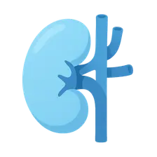Renal regulation of acid-base balance