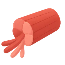 Muscle fiber types and recruitment