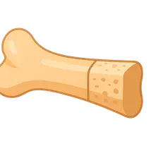 Biology of Bone Grafting