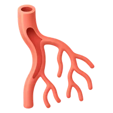 Peripheral Vascular Imaging