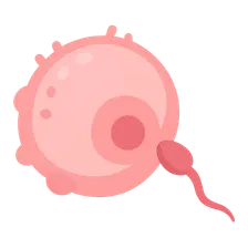 Ovulation and Fertilization