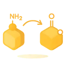Transamination and Deamination