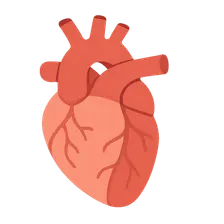 Angiographic Anatomy