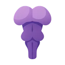 Midbrain nuclei