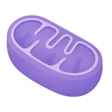 Mitochondrial Diseases