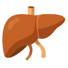 Liver as Metabolic Hub