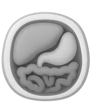 Upper abdominal cross-sections