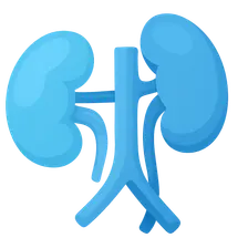 Kidney transplant pathology