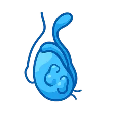 Male reproductive pathology