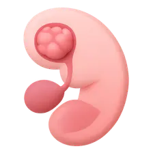 Early Embryonic Development