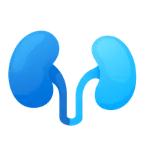 Kidney transplantation