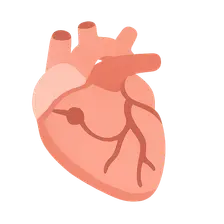 Basic electrophysiology