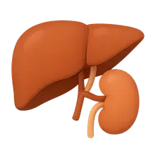 Liver transplantation