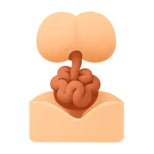 Abdominal wall development