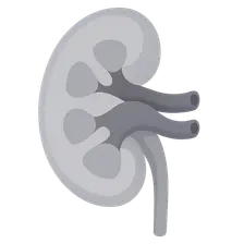 Developmental Anatomy Variations