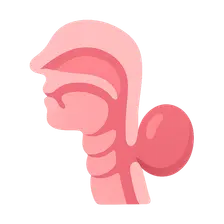 Clinical correlations of pharyngeal development