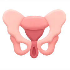 Pelvic Floor Anatomy and Function