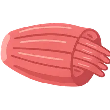 Muscular Tissue